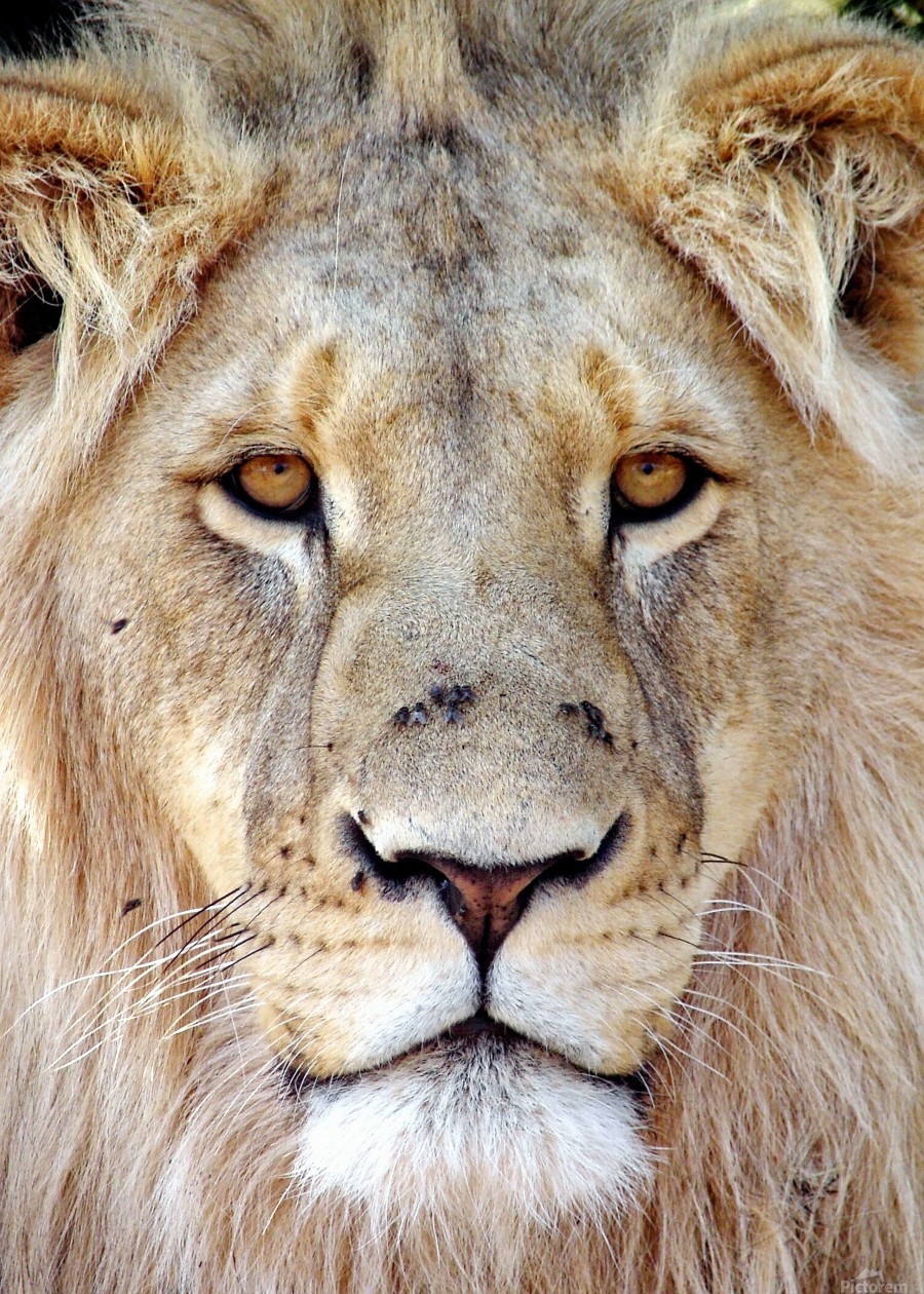 Society6 ケース Lion by Felicia Atanasiu Chinese Lion Art Print by Felicia Chiao | Society6